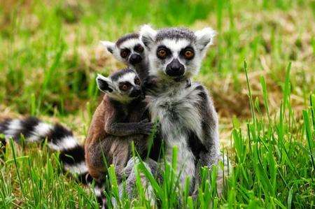 Lemurs born at Wingham Wildlife Park