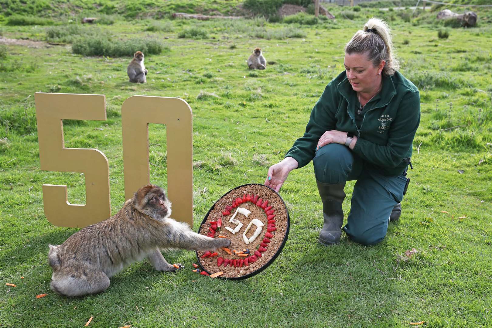 A macaque gets to grips with a birthday cake from keeper Lisa Smith (Andrew Milligan/PA)