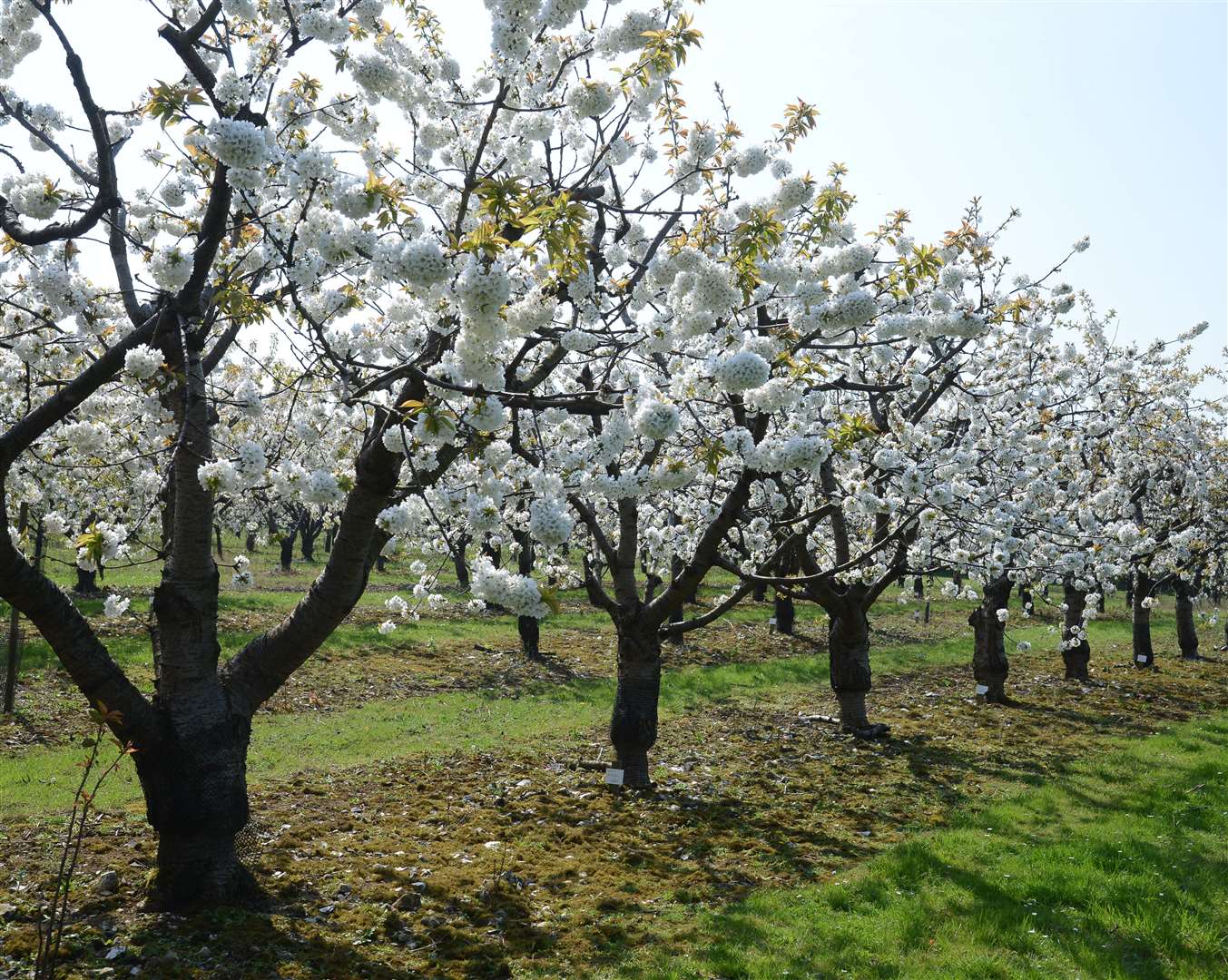Brogdale Farm is also home to fruit orchards. Picture: Gary Brown
