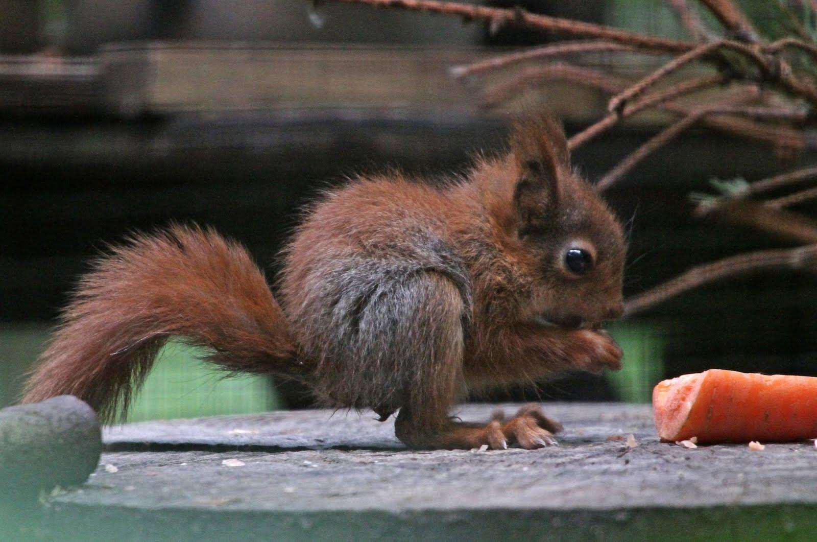 One of the baby squirrels munching on his food