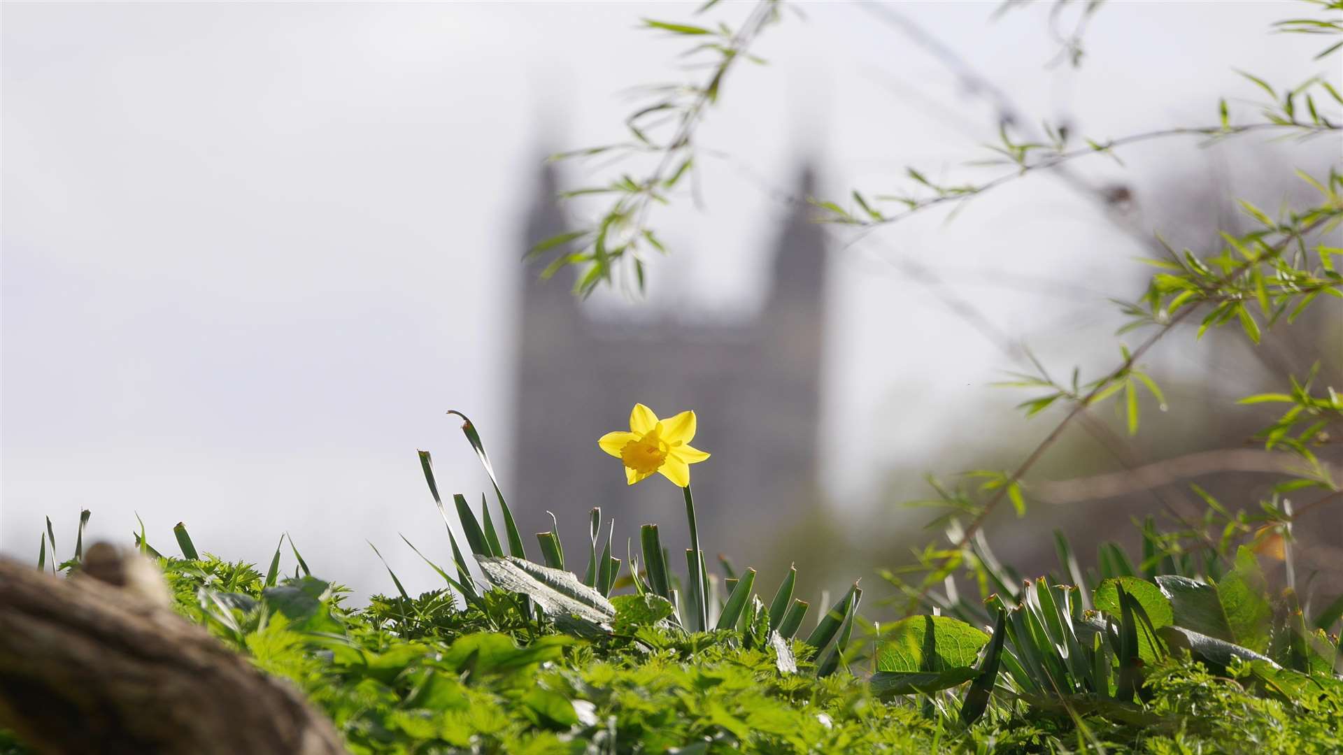 Simon Pettman captures the early signs of spring as this daffodil rises up against the backdrop of the Cathedral