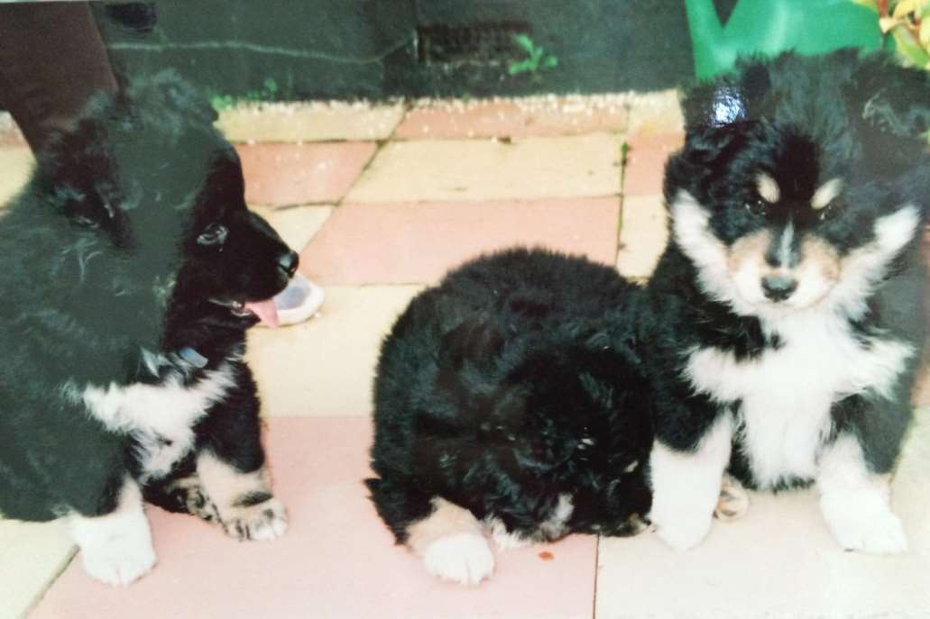 Osa (left) as a puppy with sisters, Kallis & Elli. Picture: Liz Mowatt www.tabanyaruu.co.uk