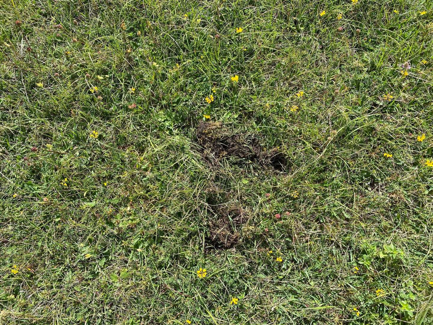 The hole where a burnt-tip orchid once grew, found by Neil Evans in Lewes
