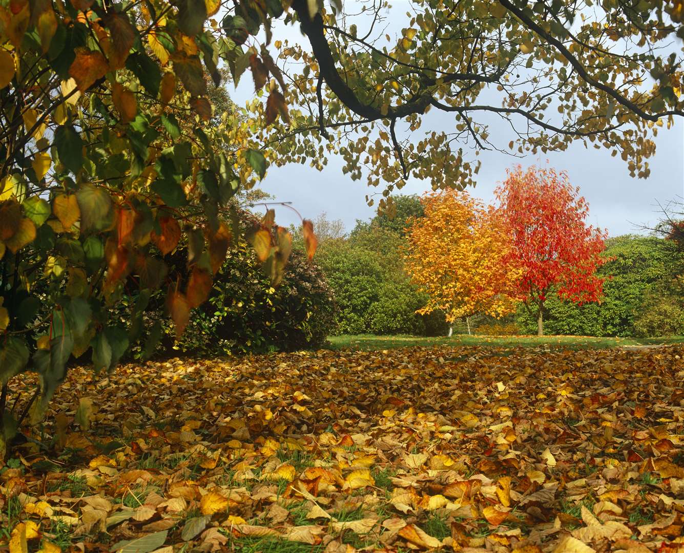 Don't miss the vibrant autumn colours at Emmetts Garden this autumn. Picture: ©National Trust Images / David Sellman