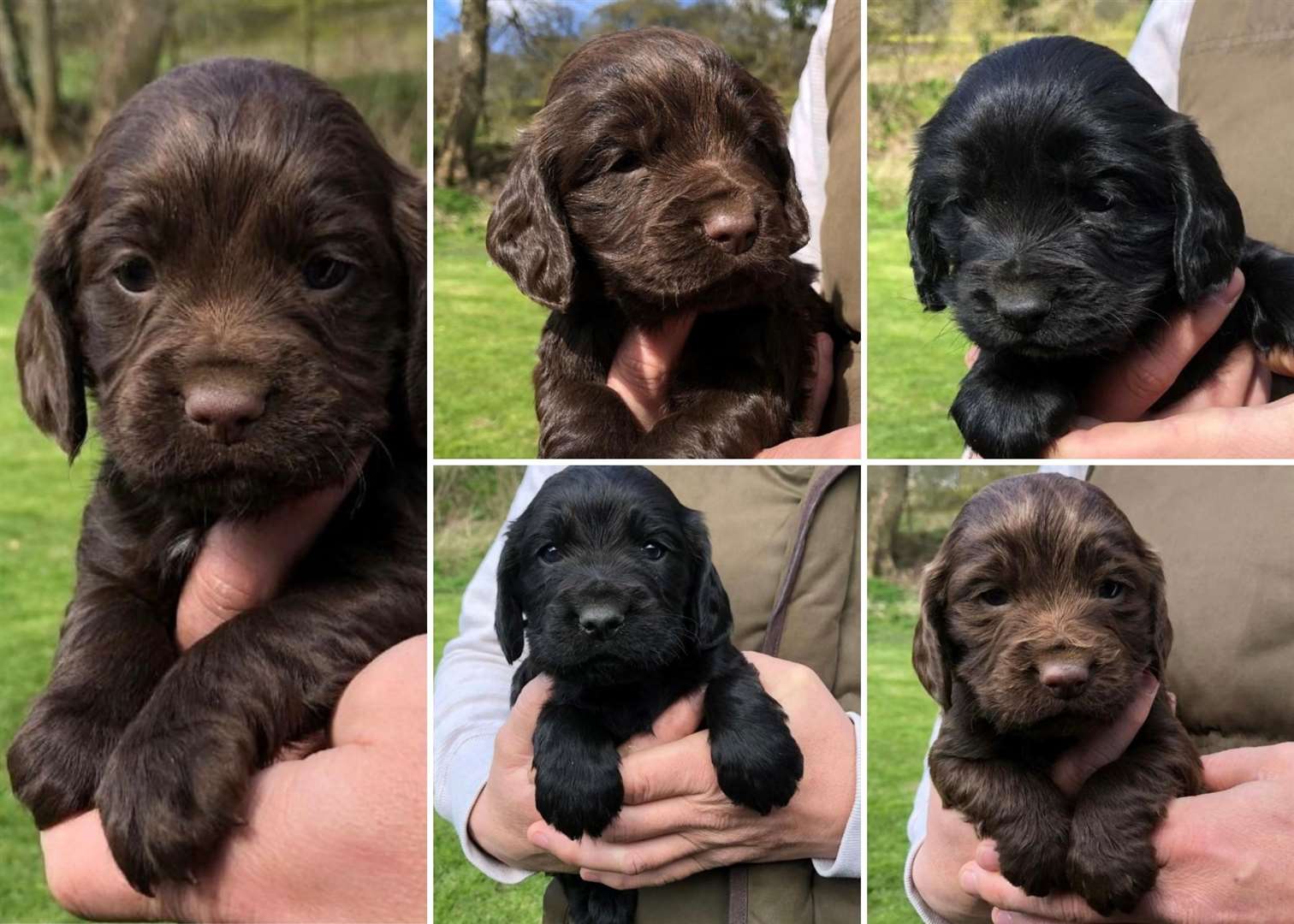 The five puppies were stolen on Tuesday