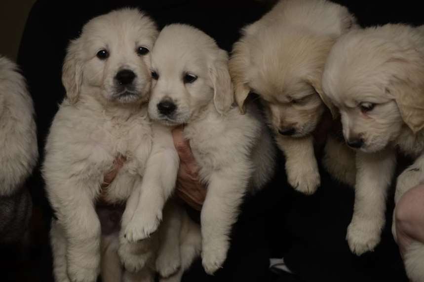 Four of the stolen puppies found after two days