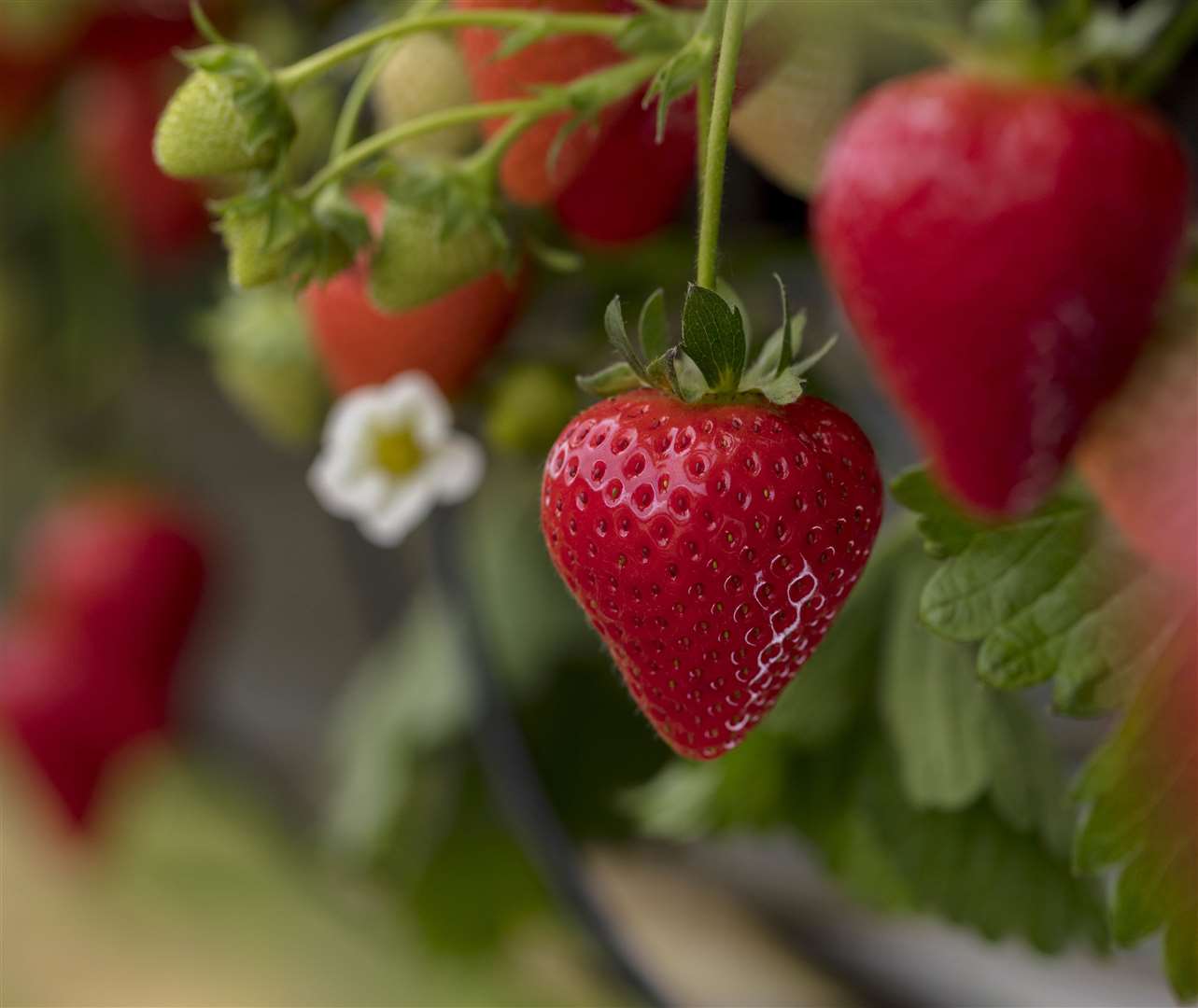 Strawberry season runs from April until November in the UK