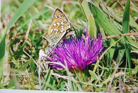 The silver spotted skipper butterfly is making a return to the Folkestone area