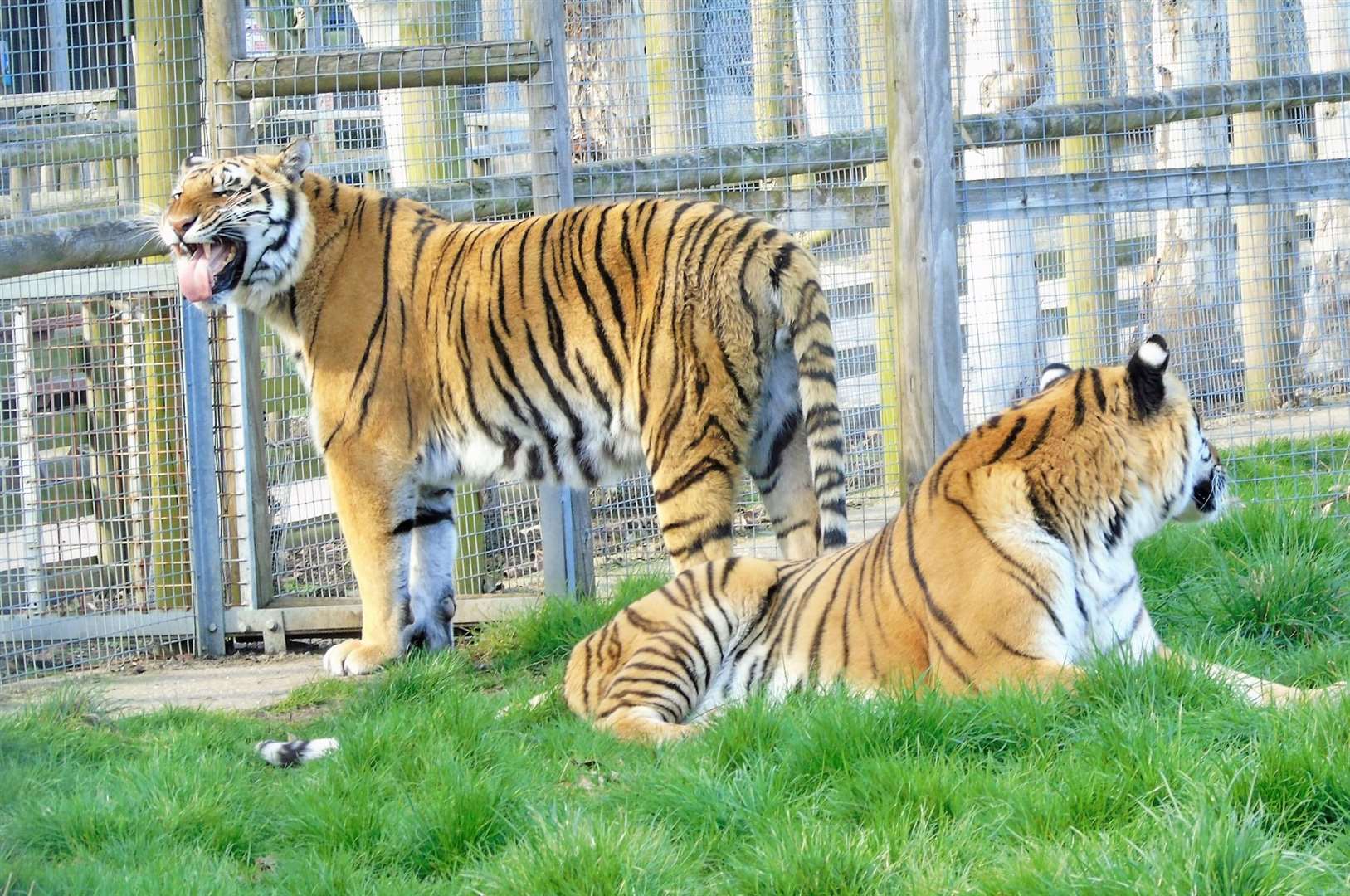 Admire the incredible animals at Wingham this half term. Picture: Facebook/Wingham Wildlife Park