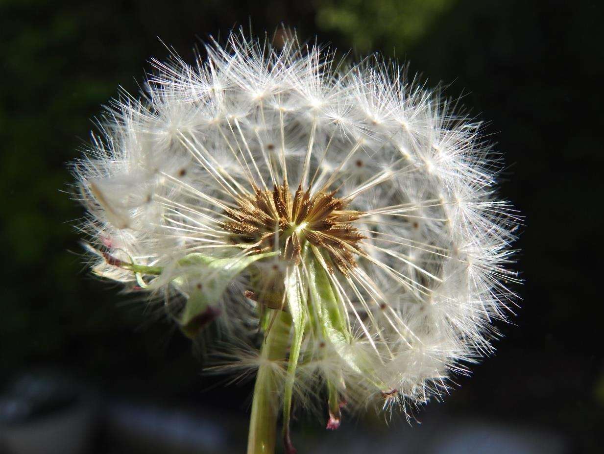Dandelion seed head by David Wanostrocht – the overall winner of the 2018 competition, Kent Wildlife Trust