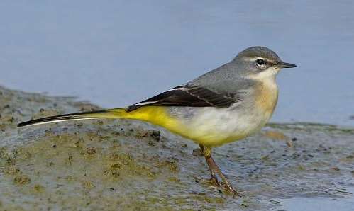 Stock image. Works to refurbish East Farleigh Lock were delayed after a pair of grey wagtails built a nest on the construction site. Picture by: Phil Haynes