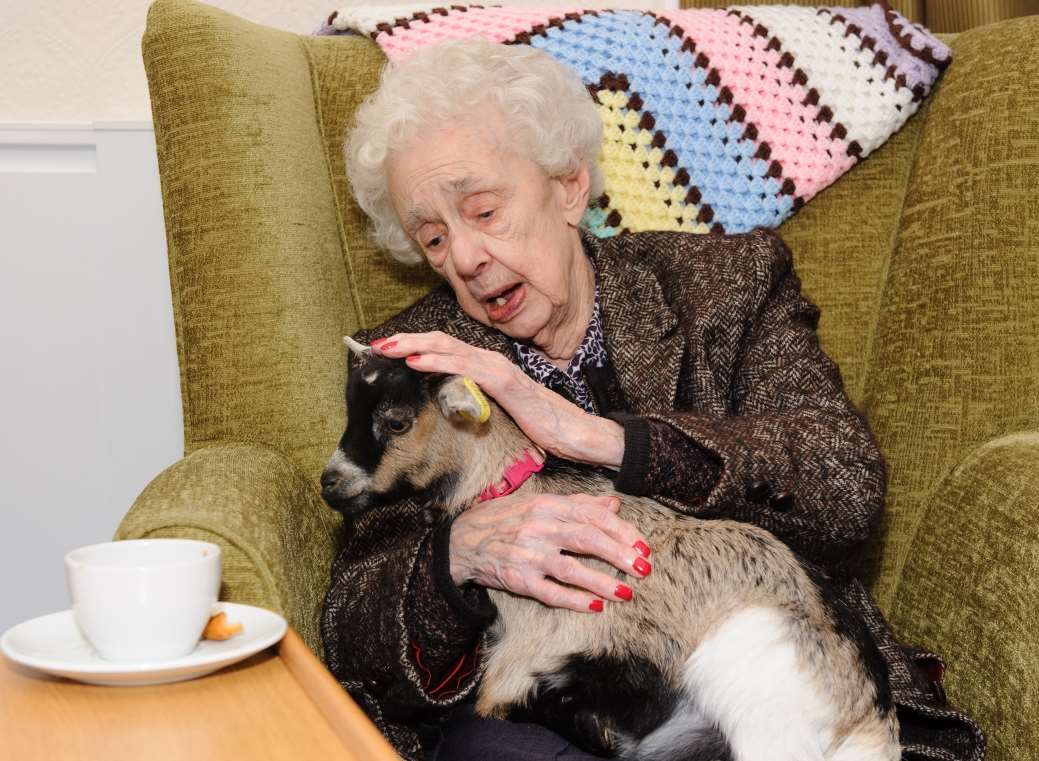 Julia Milne gets to know Spangles the goat