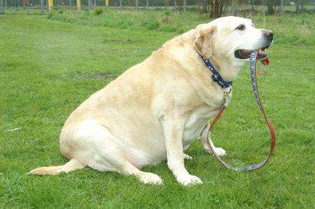 Alfie, dubbed the 'fattest dog in Britain', before his weight loss at the RSPCA animal centre in Leybourne. Picture: Mike Dooley, RSPCA.