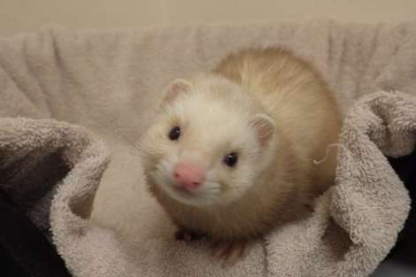 Chris the ferret is happily being cared for at the RSPCA centre in Leybourne