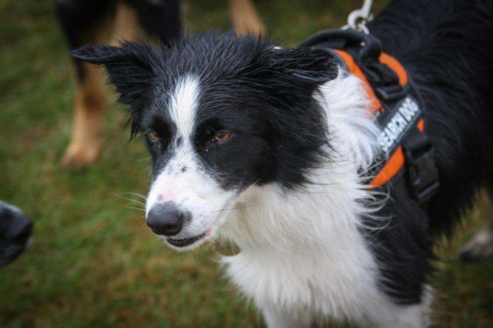 Tess, a Kent Search and Rescue search dog