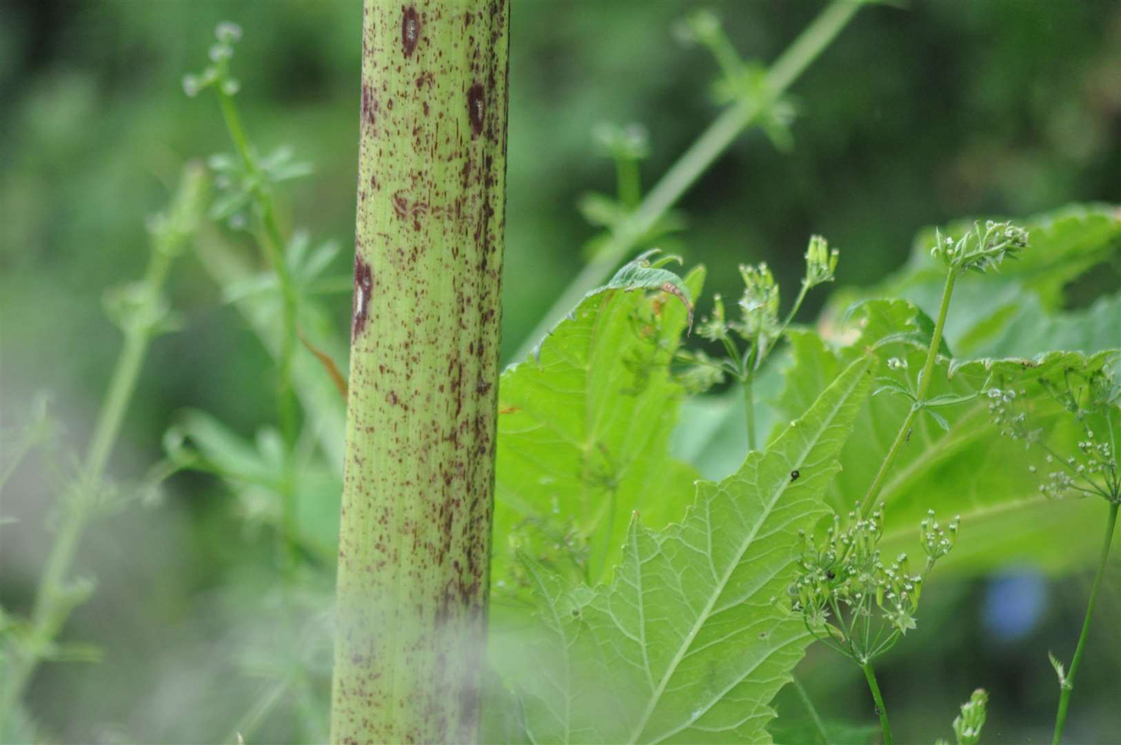 The stem of Giant Hogweed produces a dangerous sap