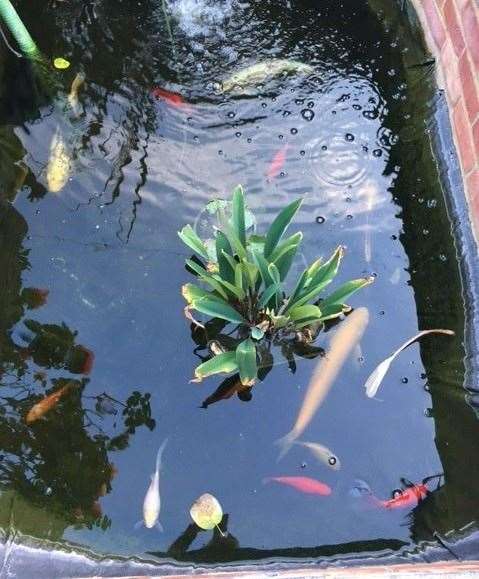 There is a great, well-kept, pond with a good variety of goldfish