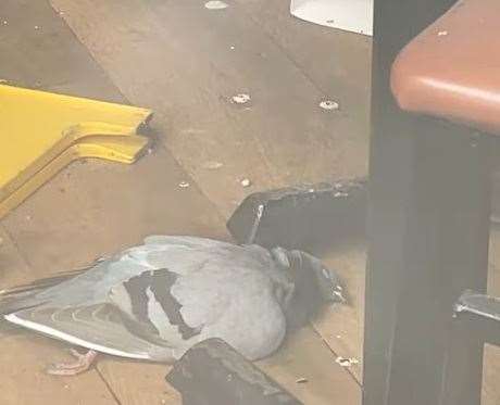 Some of the pigeons have died