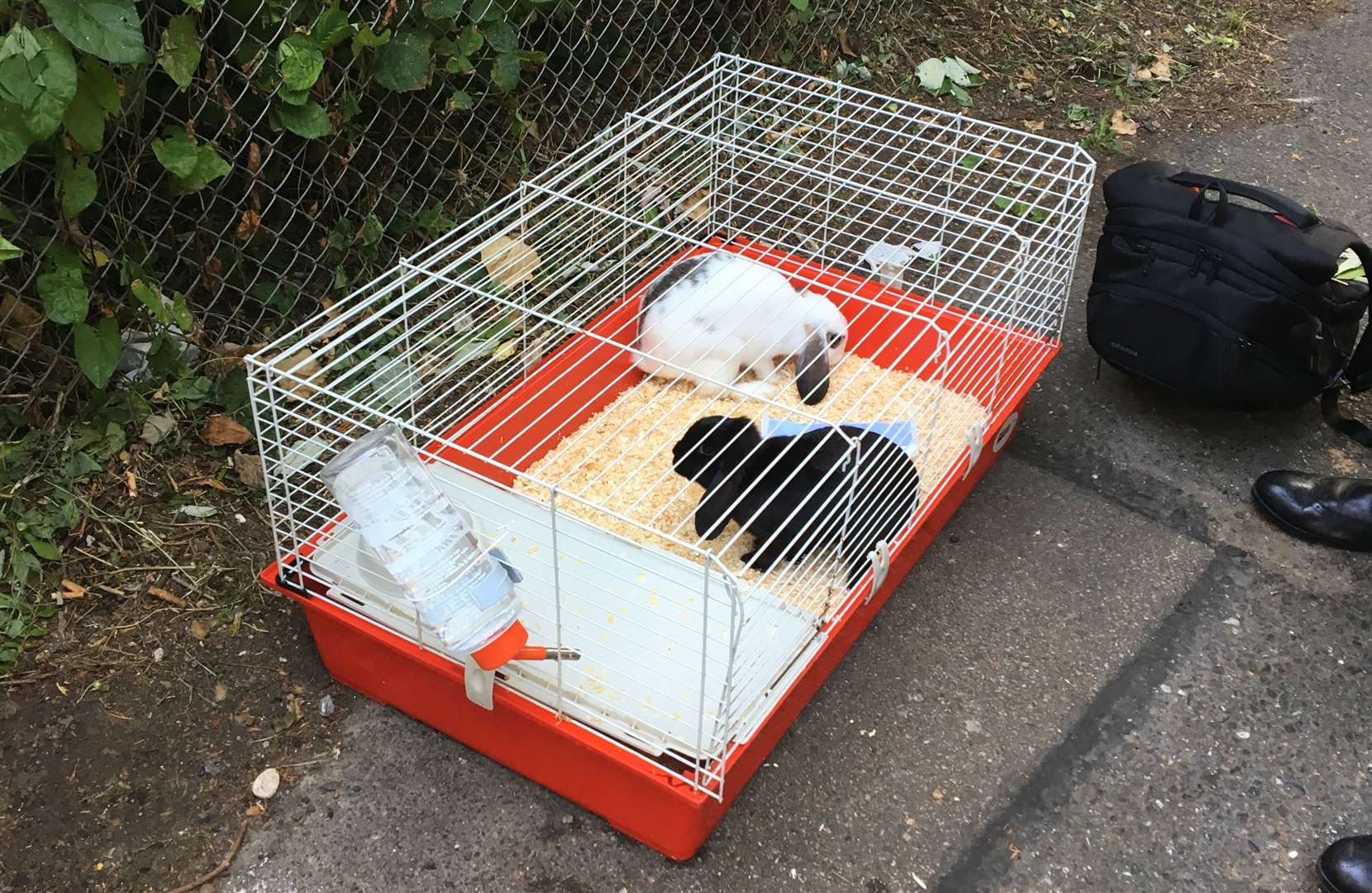 The two rabbits were found abandoned near a train station (14246901)