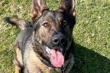 PD Fallon, an 18-month-old German Shepherd came to the man's aid. Picture: Kent Police