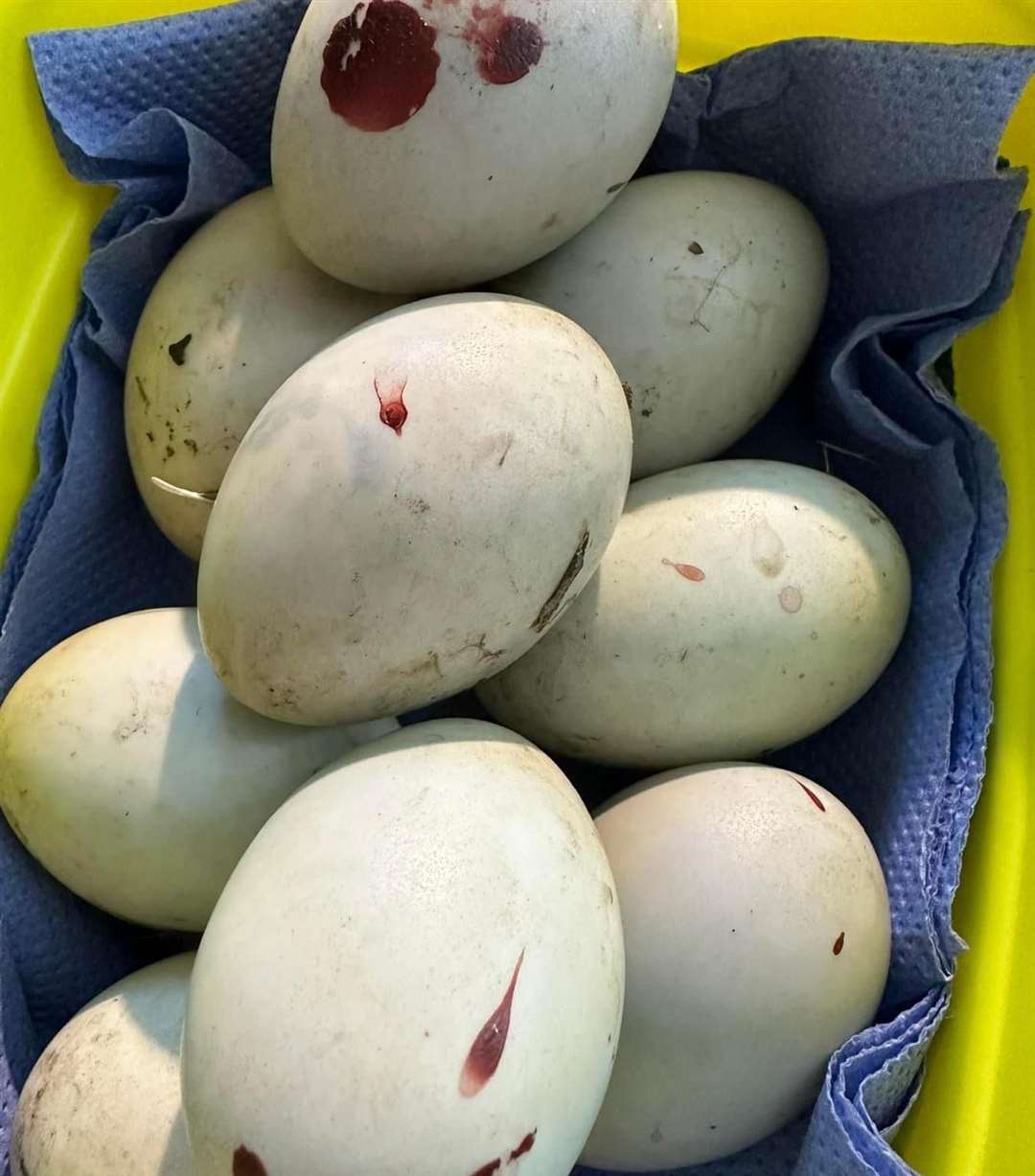 Nine eggs were found next to the dead duck. Picture: Columbines Wildlife Care