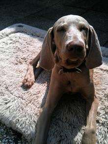 Norman, the Weimaraner, who survived plummeting 250ft from the top of the White Cliffs into Dover docks.