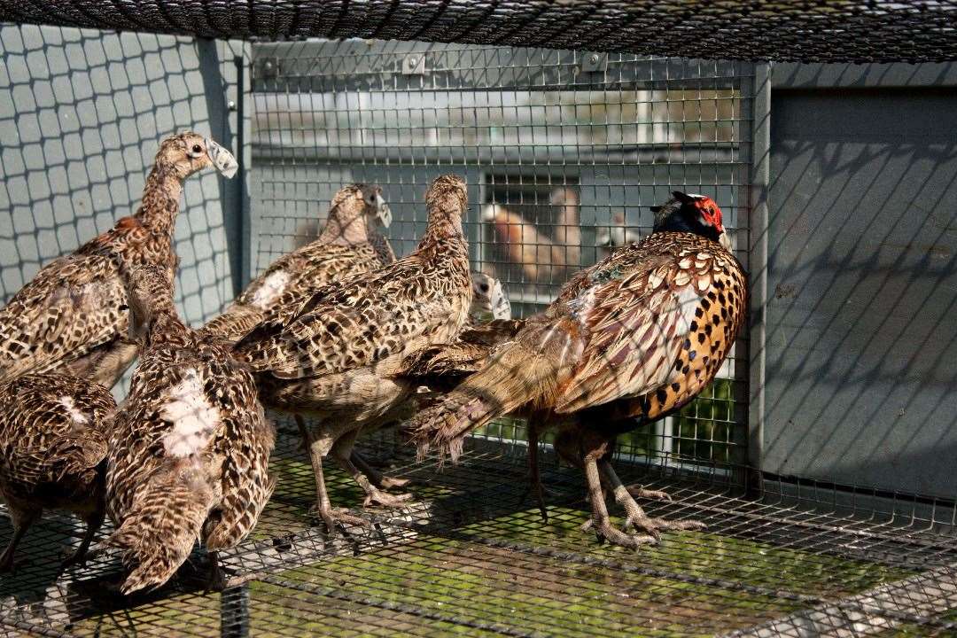 Gamebirds in cages in France. Picture: Hunt Saboteurs Association