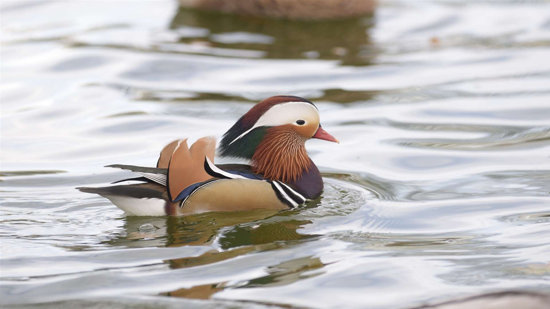 The striking male Mandarin duck in Memorial Park lake. Picture: Chris Davey