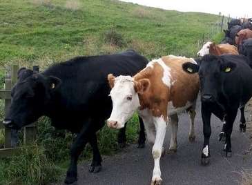 Cows have strayed onto the railway near Deal. Stock image: Paul Holt.