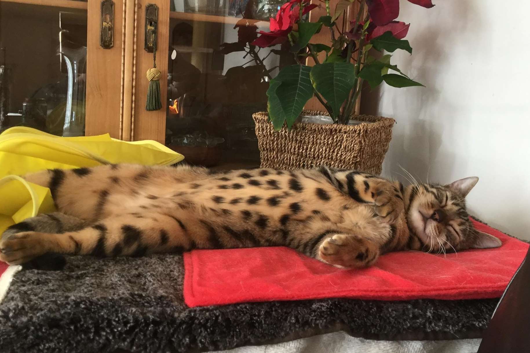 Bengal cat Rosie, who was found with her tail cut off in October 2016, could have been a victim of the notorious cat killer