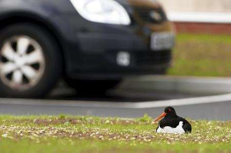 A pair of Oystercatchers have laid eggs and are incubating them in the car park of Beaches Children's Centre, Leysdown, Sheppey