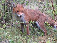 A fox in Maidstone