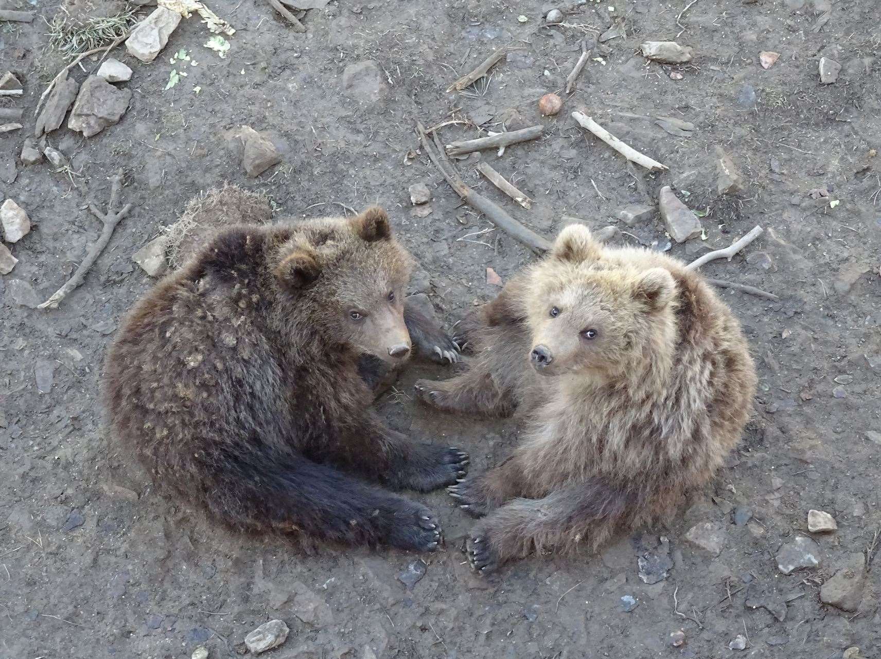Two of the bear cubs