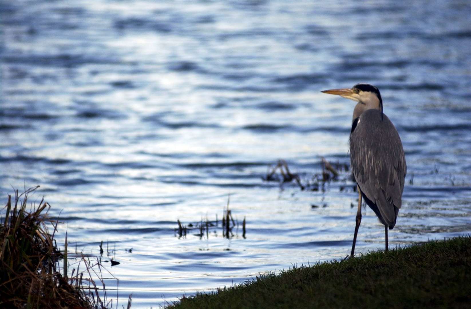 The reservoir is hoped to attract more wildlife