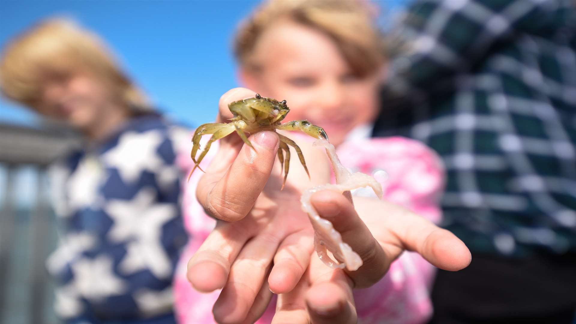 Catch a crab at Herne Bay this summer. Picture: Alan Langley