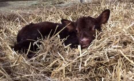 The first calf born this year at Ashford's North School farm
