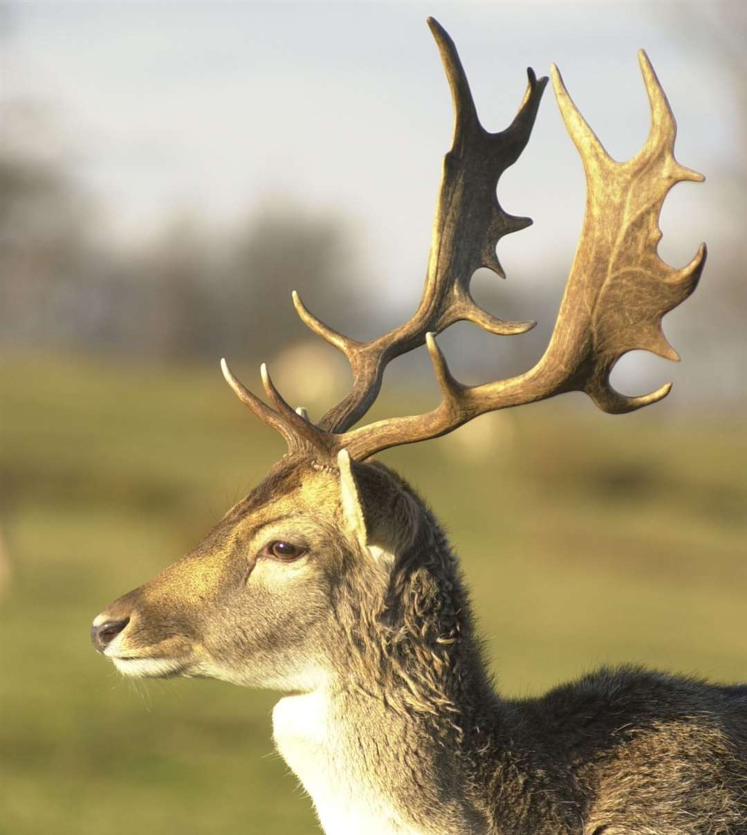 Deer at Knole Park Sevenoaks. Picture: Grant Falvey