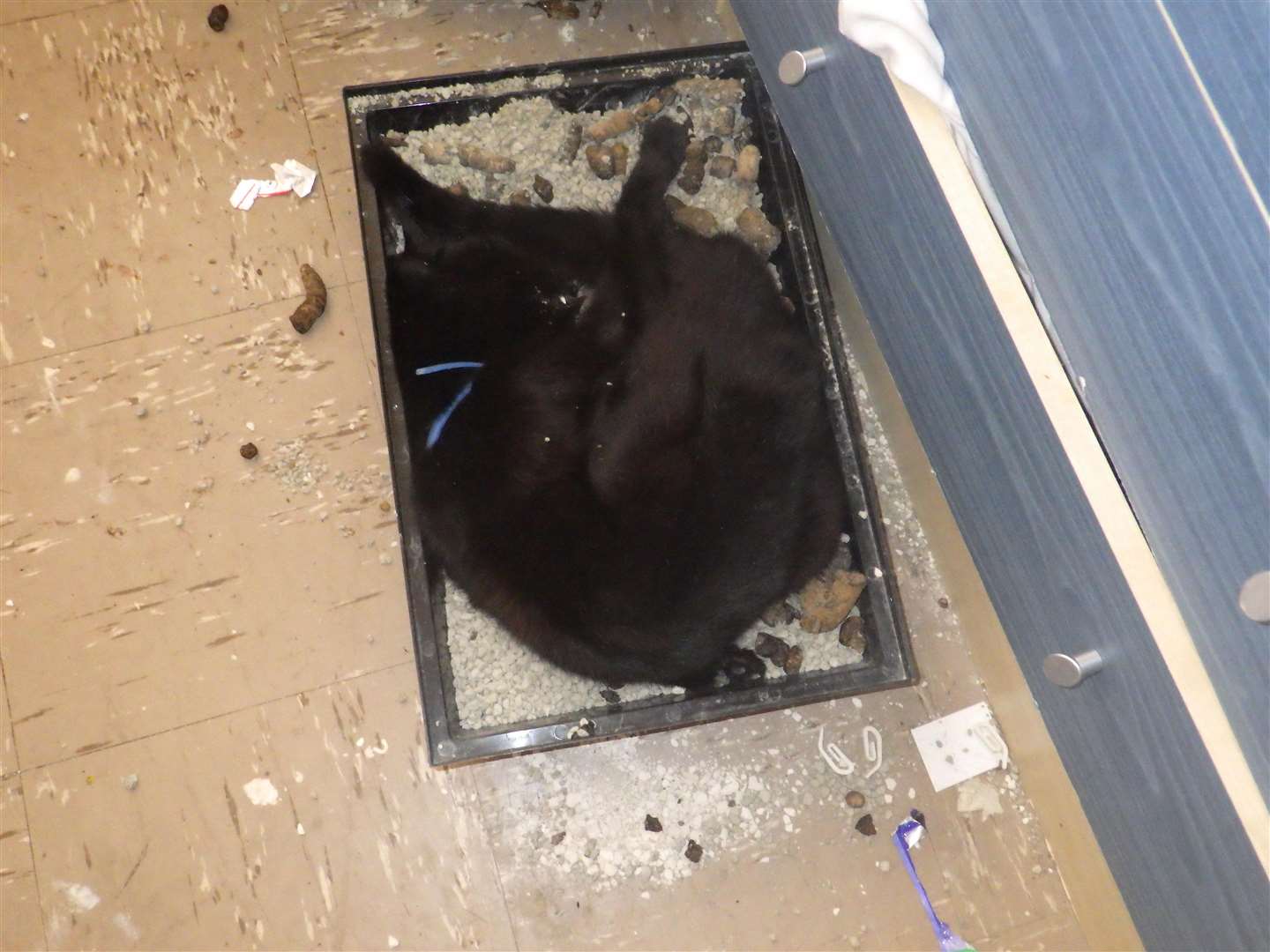 The dead cat in the litter tray. Picture: RSPCA