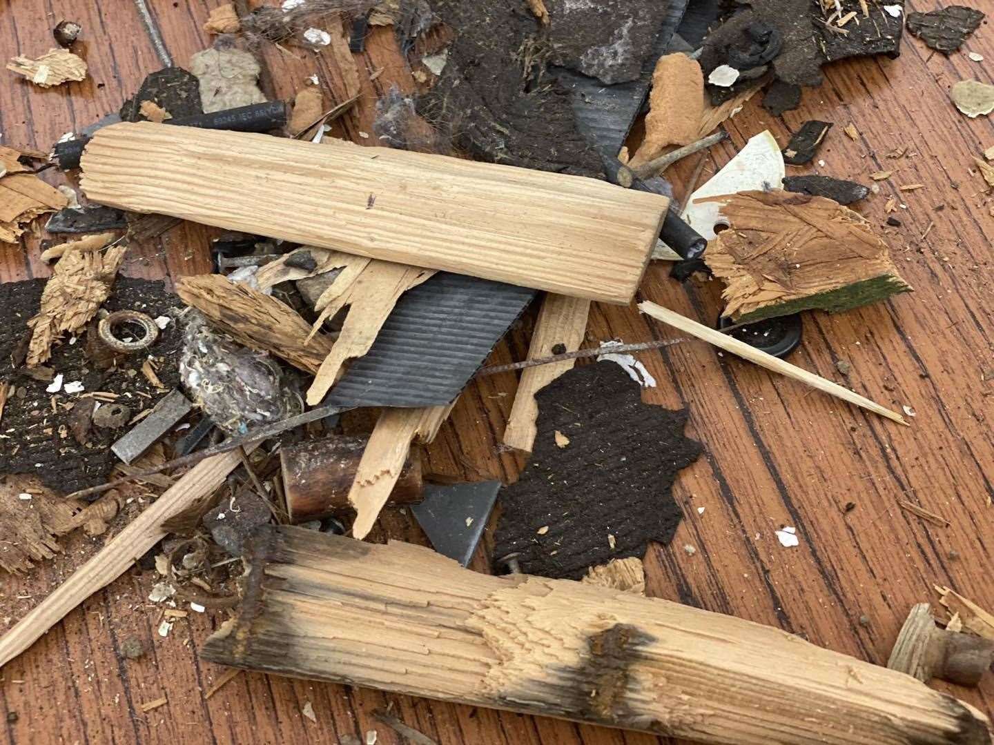 Some of the "small" debris found to have fallen from the roof into the swimming pool