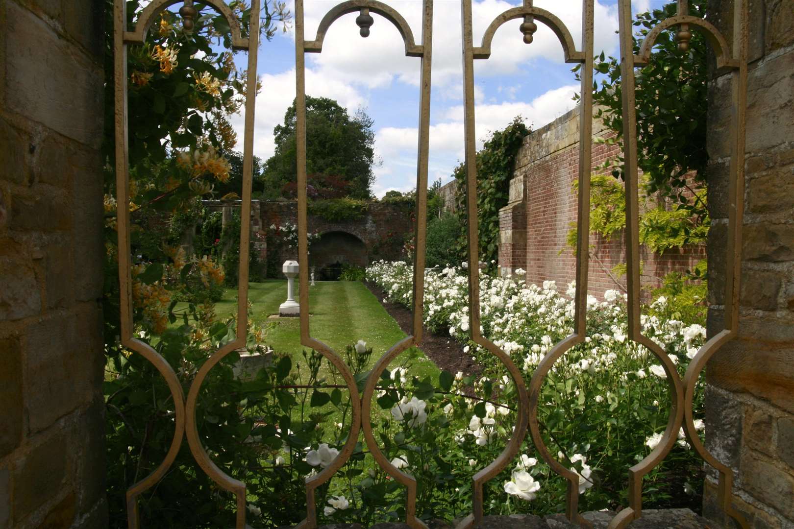 Iceberg wrapping the walls of the rose garden at Hever Castle