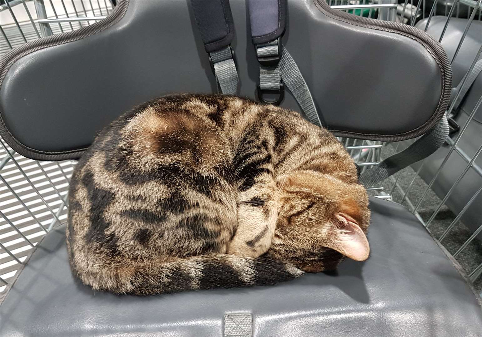 Tyson likes to lounge in the entrance of Ashford's Asda