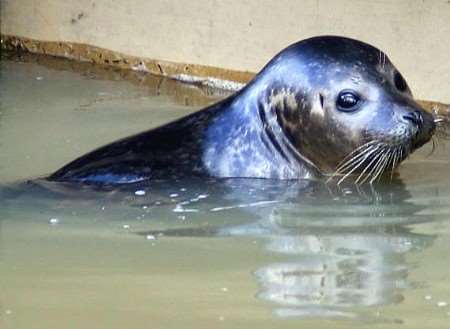 Simon the seal at Allington Lock on March 19, 2008. Picture: Tony Thorogood