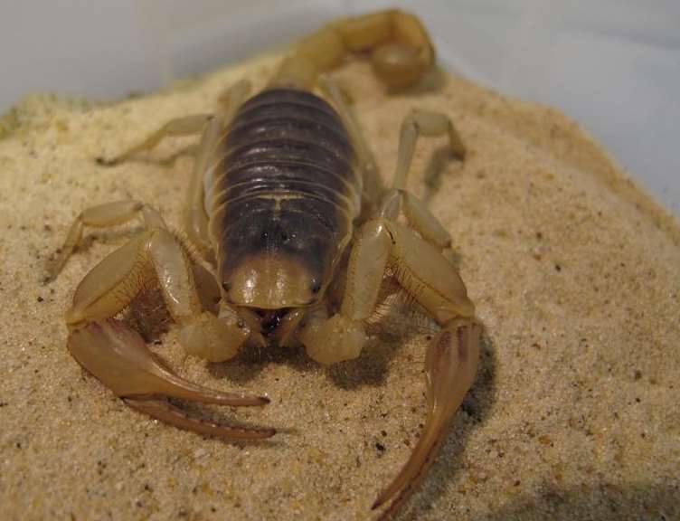 A Desert Horny Scorpion