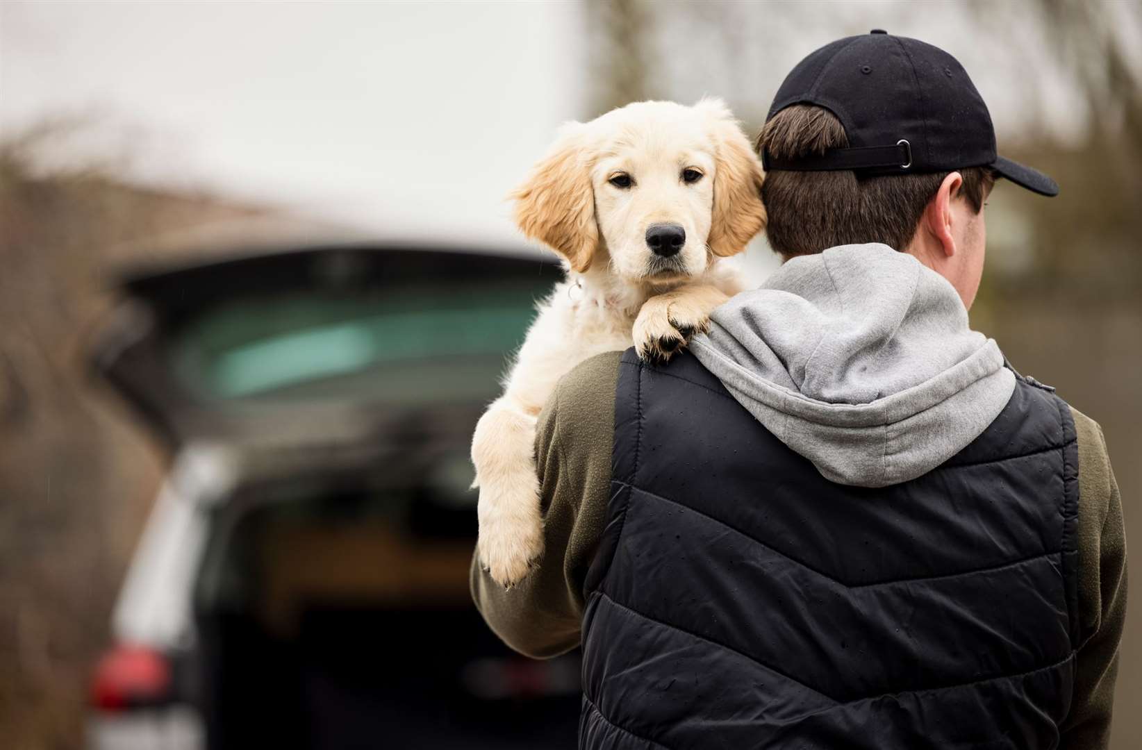 Training a puppy has never been easier with the vast amount of information on the internet. Stock Image