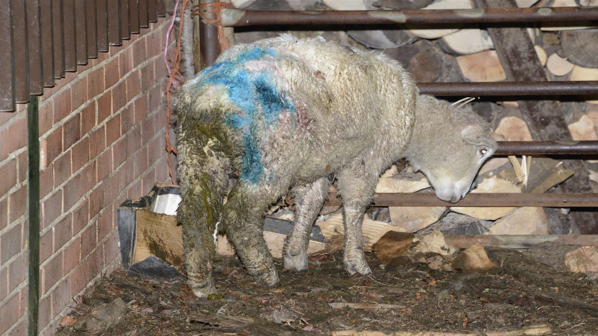 A sickly sheep after the attack