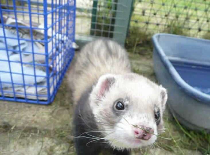 Fred the ferret predicted Scotland to beat England in their Euro 2020 match