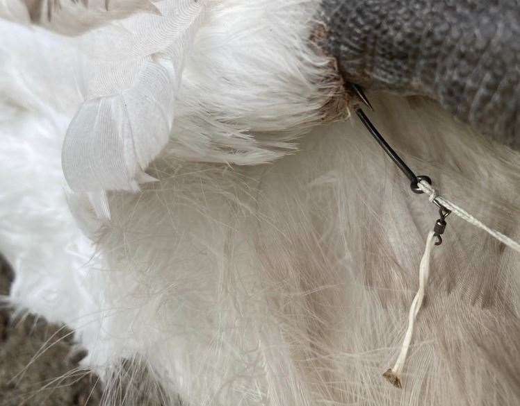 A cygnet had a fishing hook trapped in its knee cap. Picture: Joelle Larney