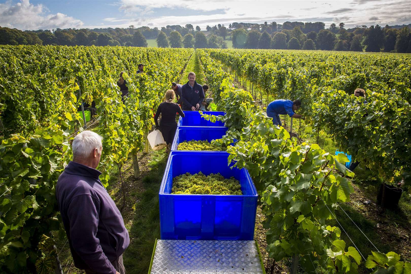 Grapes being harvested at the Simpson's Wine Estate at Barham Picture: Charles Simpson