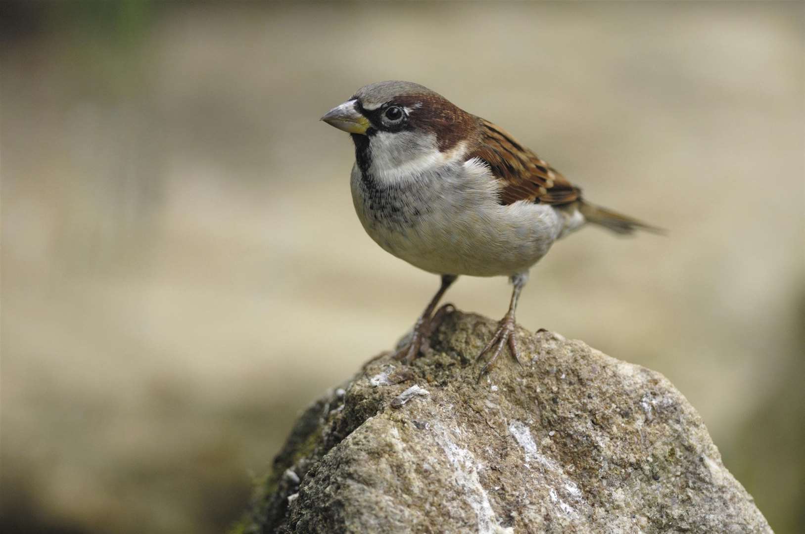 The house sparrow was spotted the most in Kent Picture: RSPB/Ray Kennedy