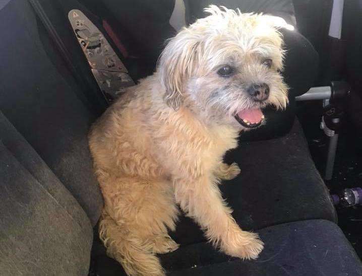The dog was left in the hot car